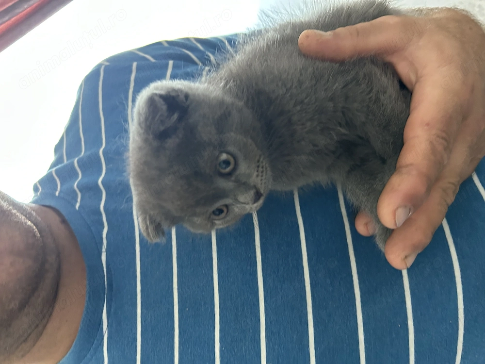 Scottish fold de vânzare 