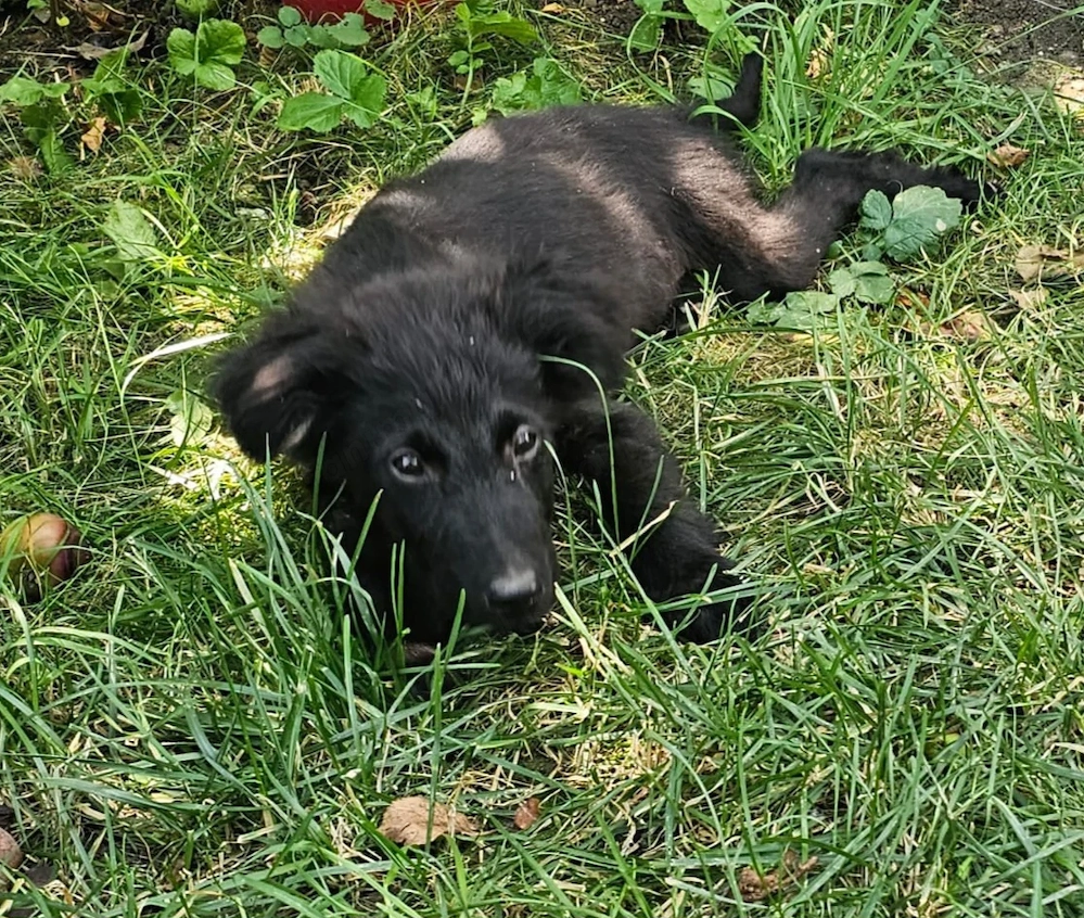 Pui de cățel își caută familie