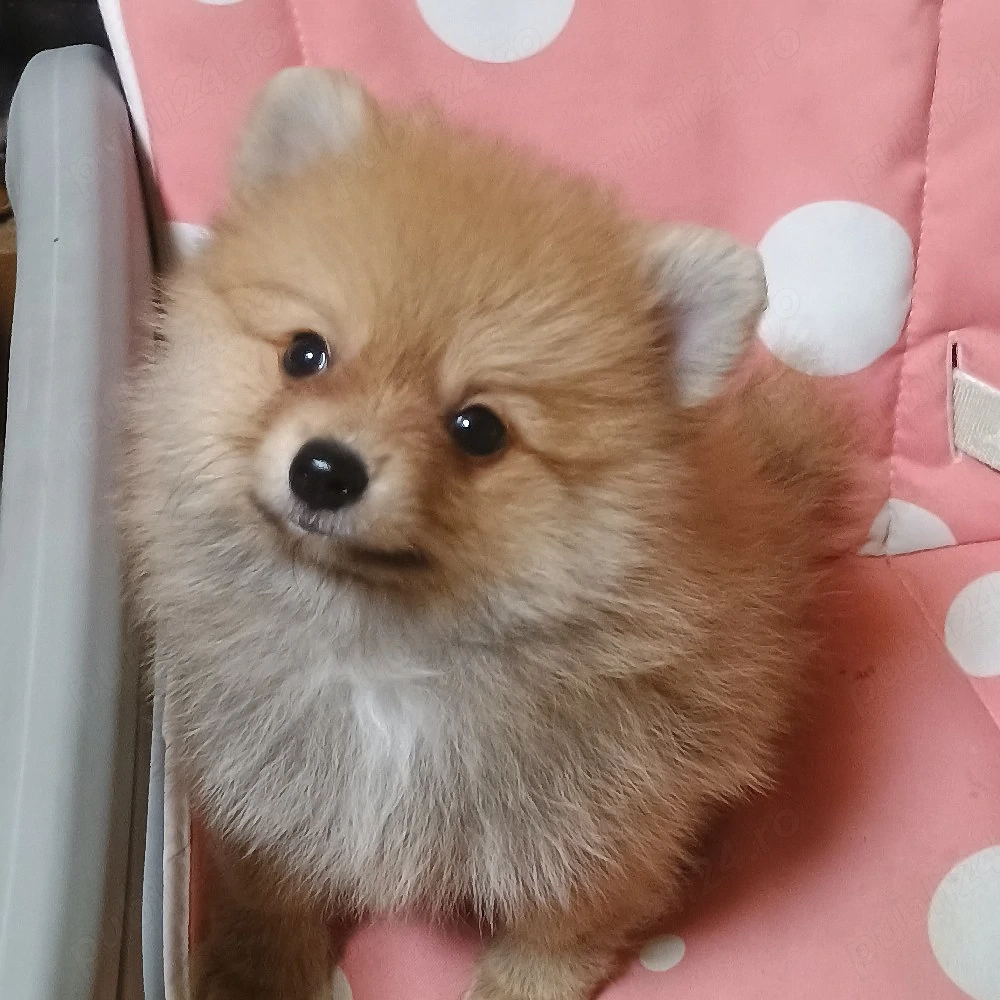 Mascul Pomeranian Toy