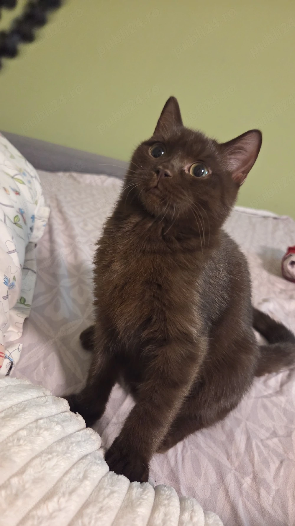 British shorthair chocolate