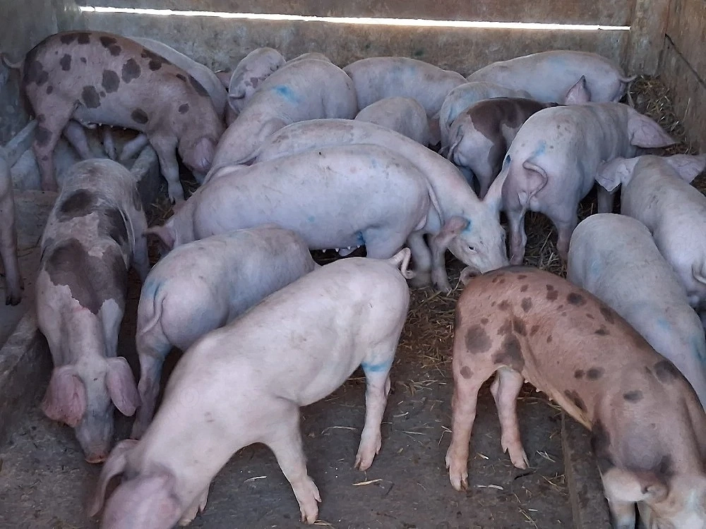 vând purcei de 11-12 săptămâni 20-25 kg