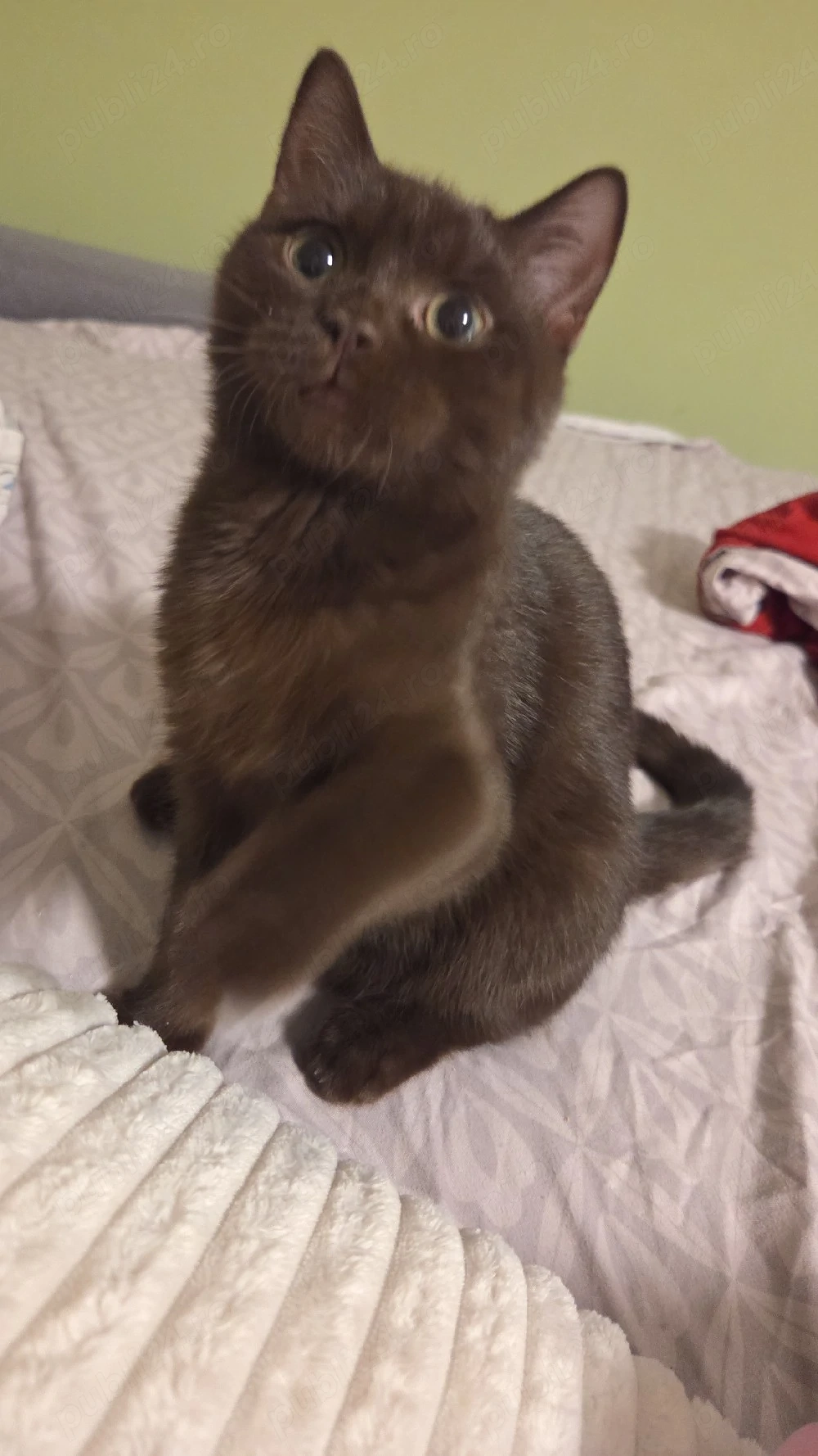 British shorthair chocolate