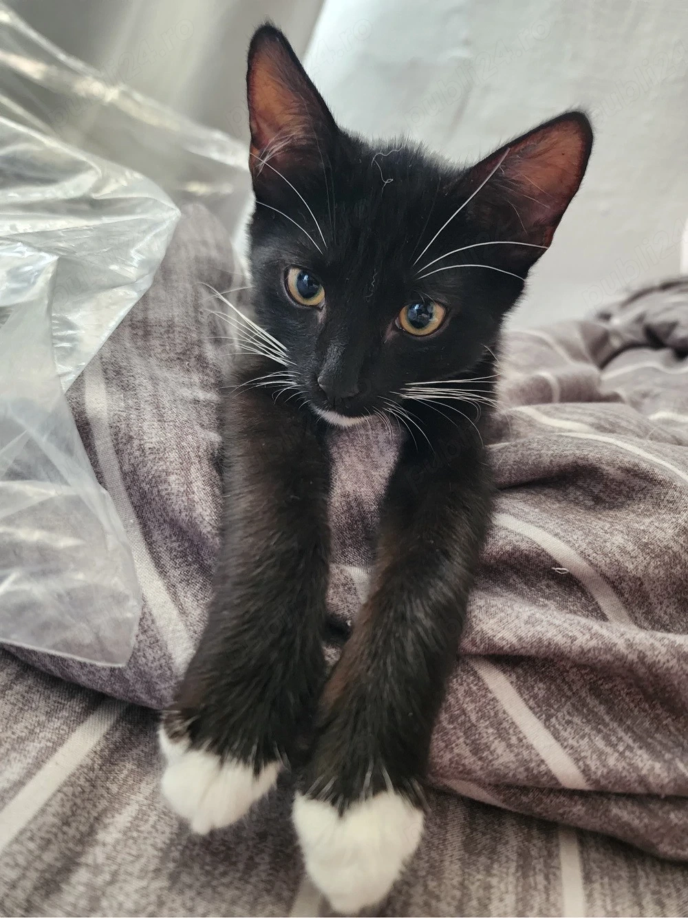 Adoptie pisoiasi