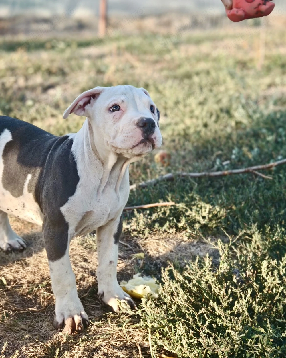 American bully XL pedigree ABKC