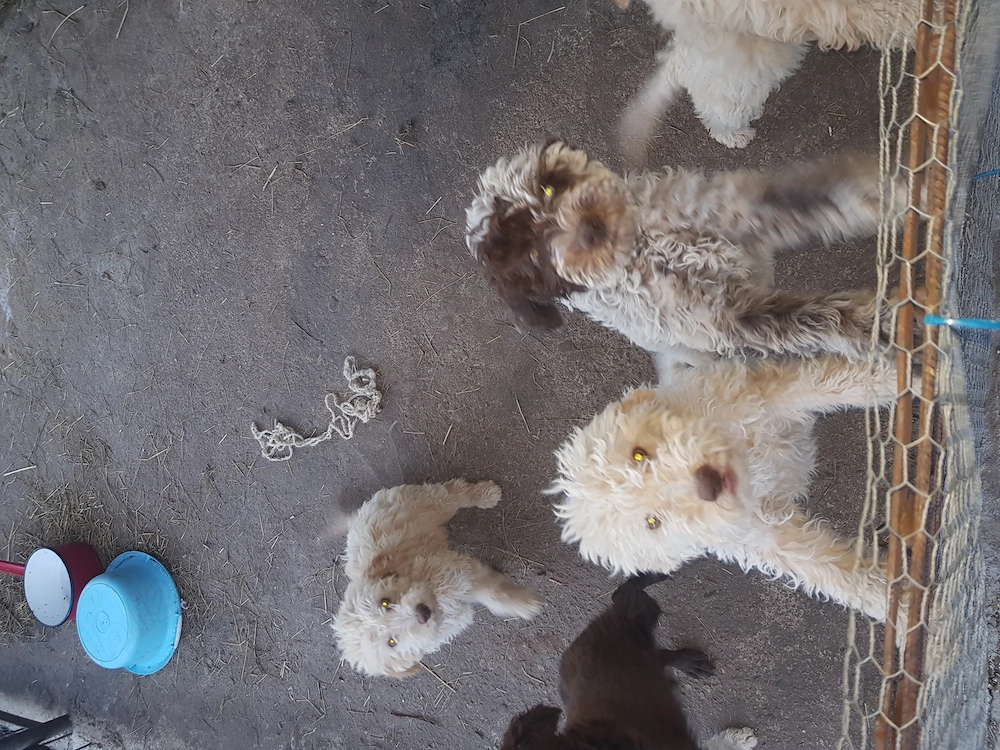 Catei Lagotto Romagnolo 