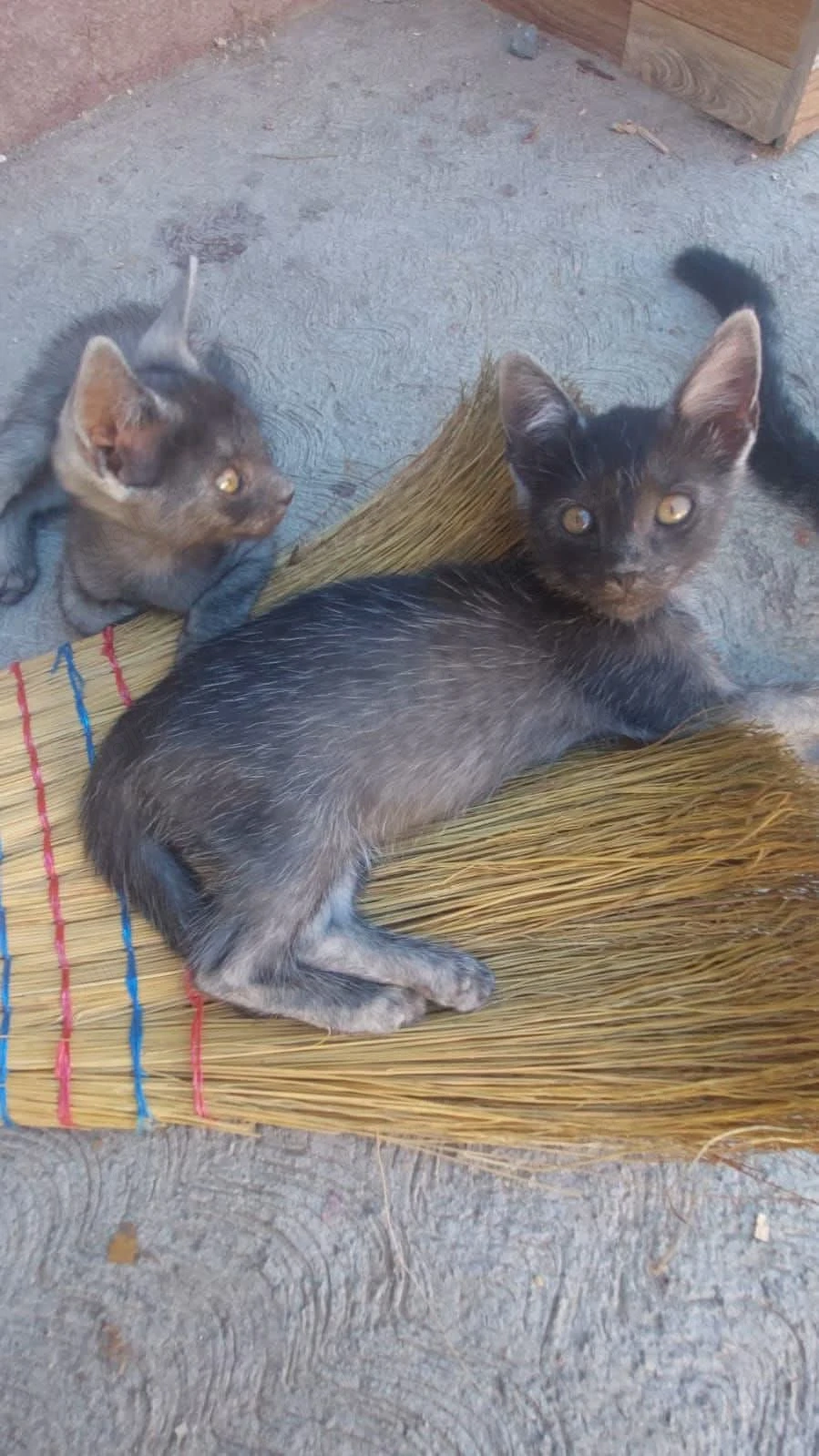 Dau spre adopție doi motănei 