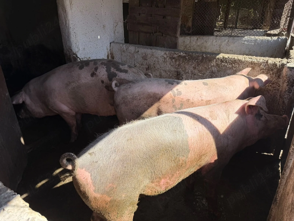Porci de vânzare