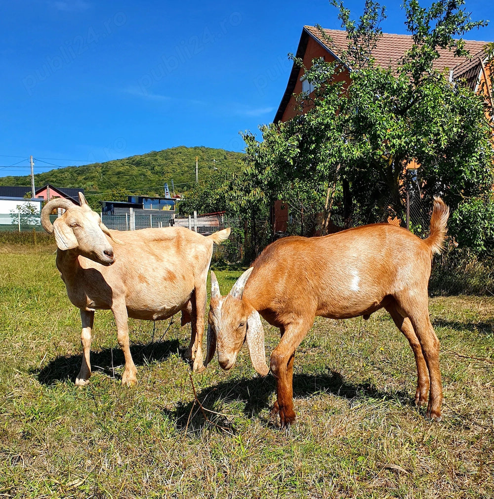 1. țăpic metis Anglonubian cu Saeneen 