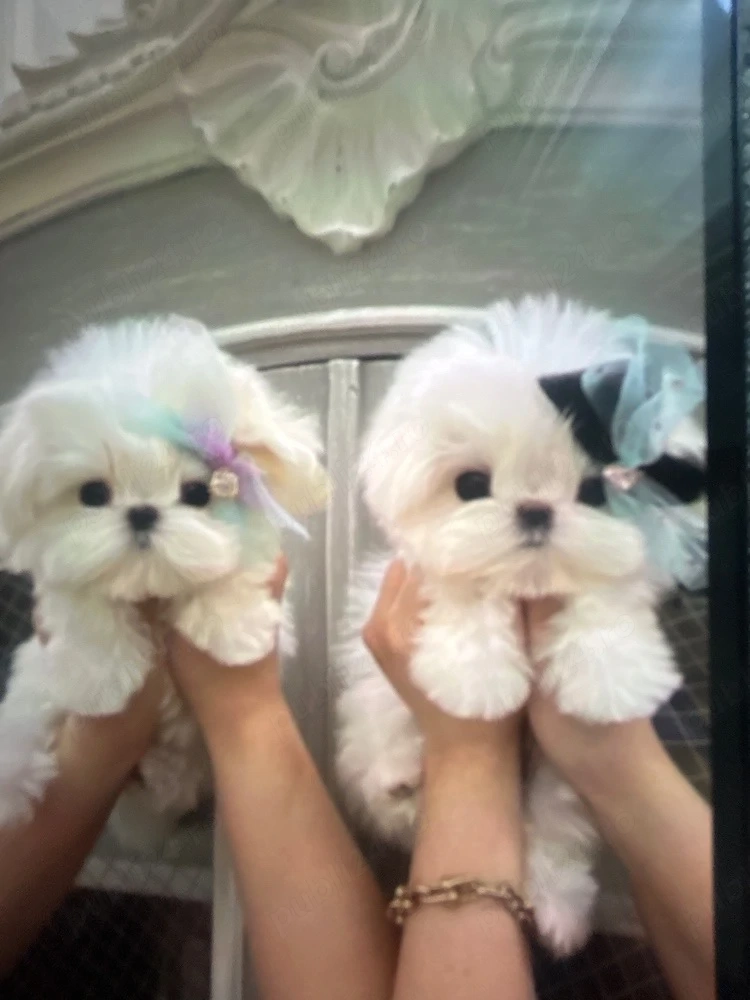 bichon maltez mini toy
