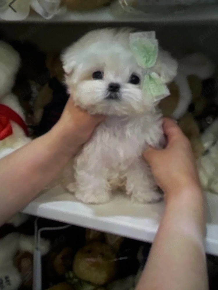 pui bichon maltez mini toy trecupe