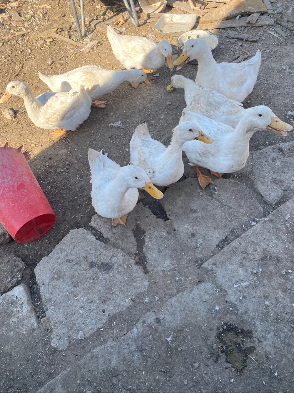 rate măcaitore