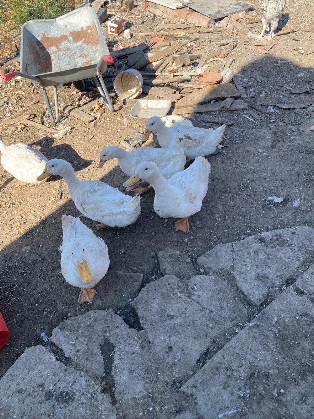 rate măcăitoare .