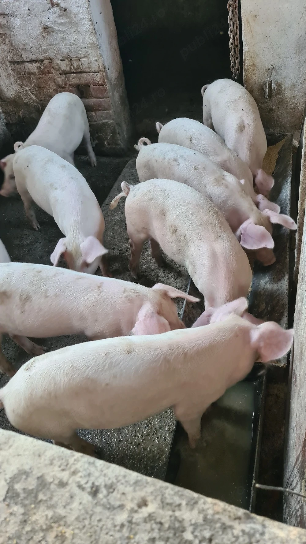 vănd 7 purcei 12 săptămâni 