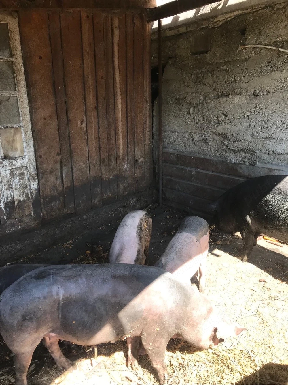 Vind porci între 100 -120 kg preț 12 lei kg