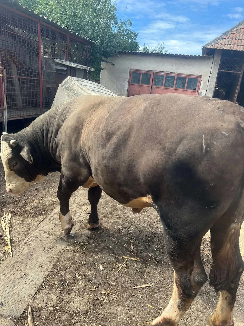 Vând taur angus