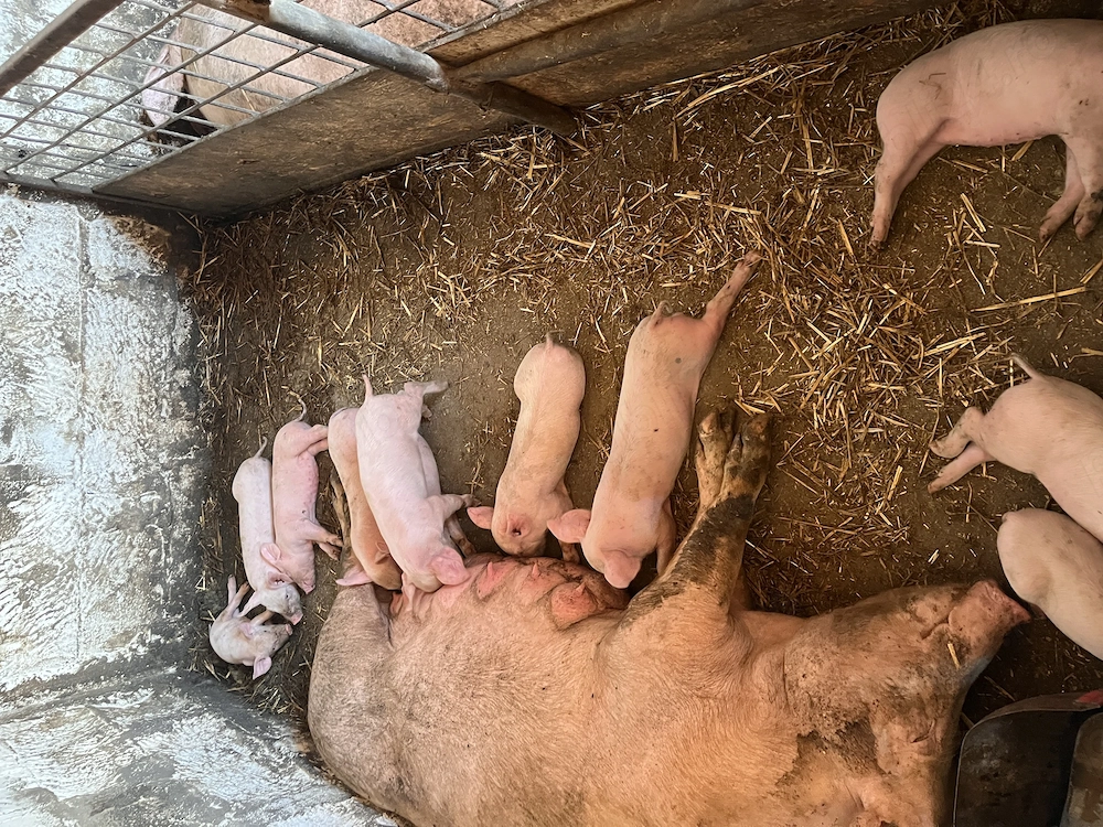 Vand porci landras