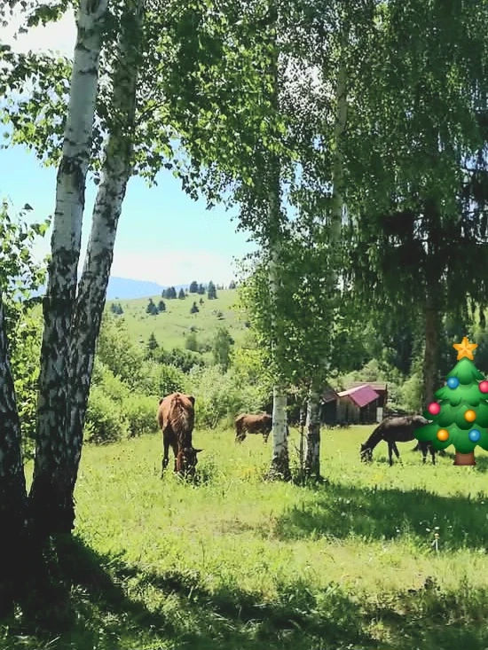 Teren intravilan in munte