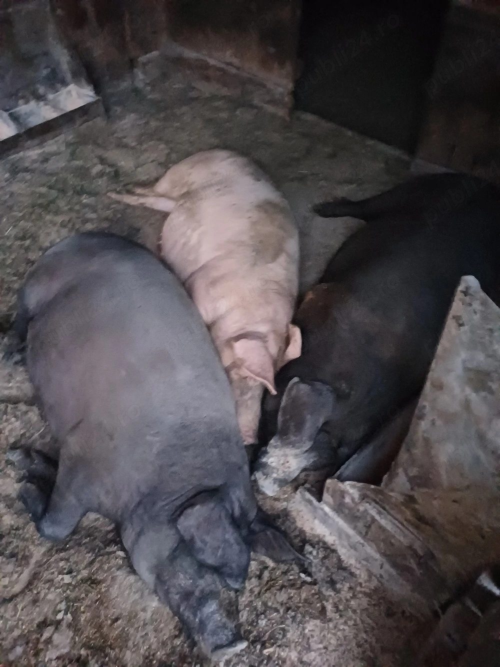 porci de vinzare