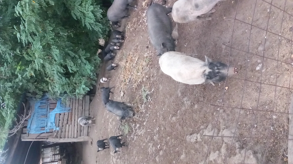 Porci Vietnamezi