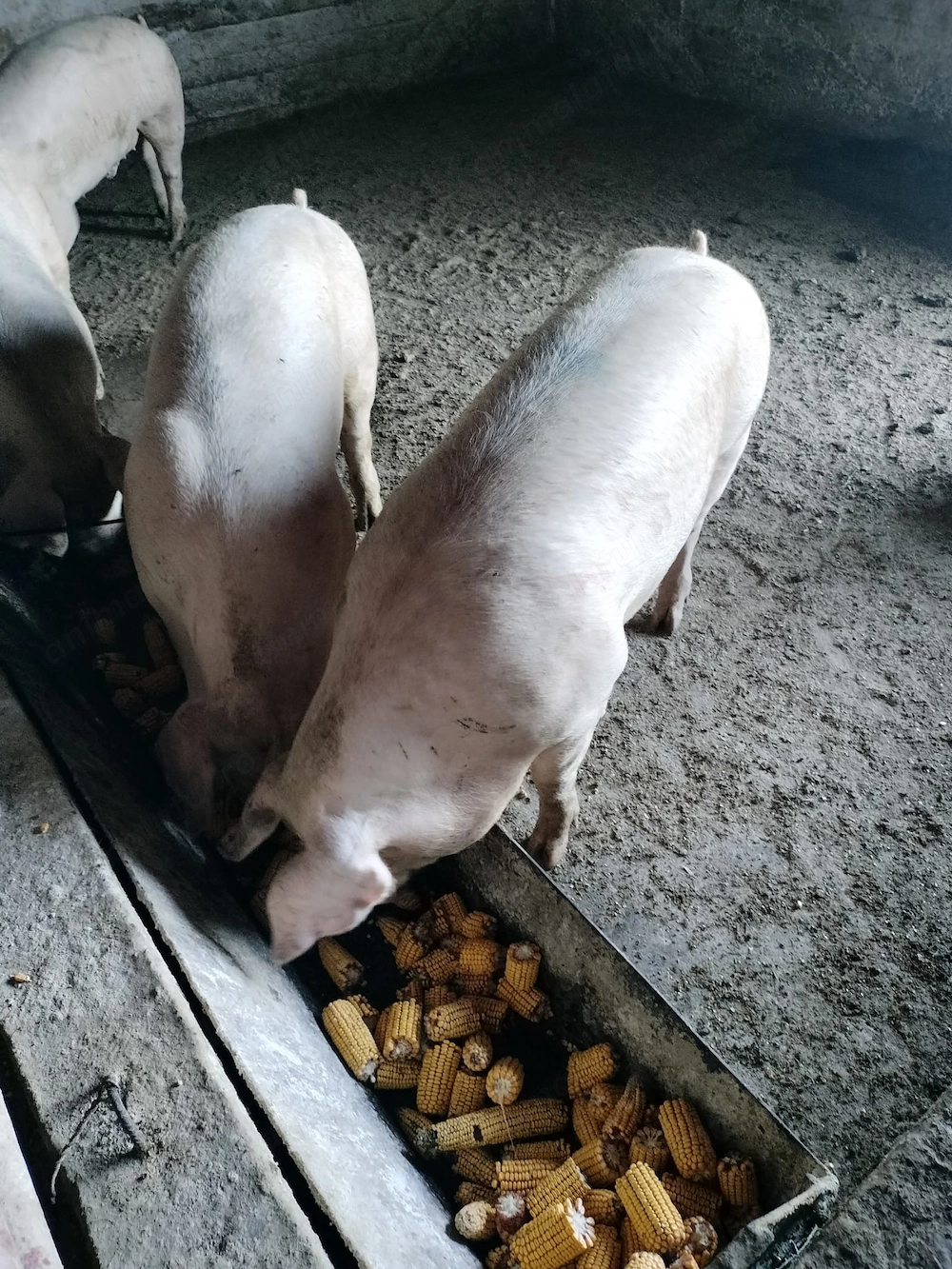 Porci de carne