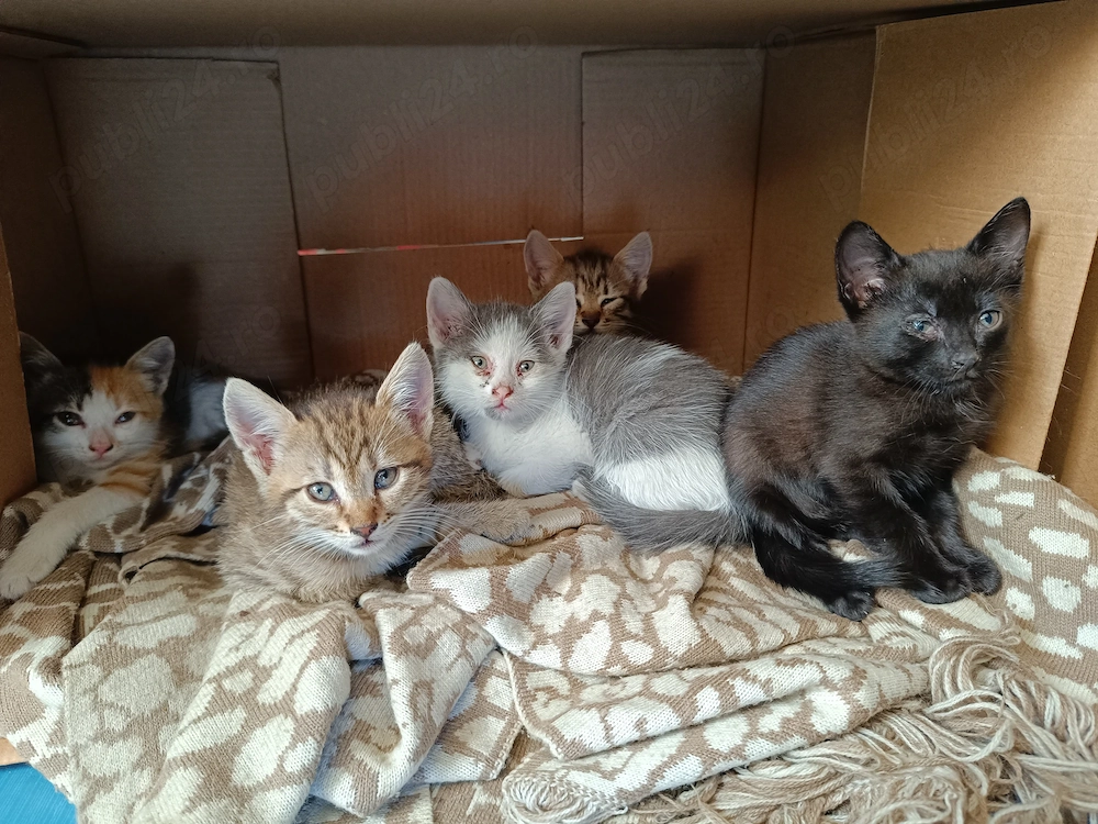 Ofer spre adopție 5 puiuți de pisică   6-8 săptămâni