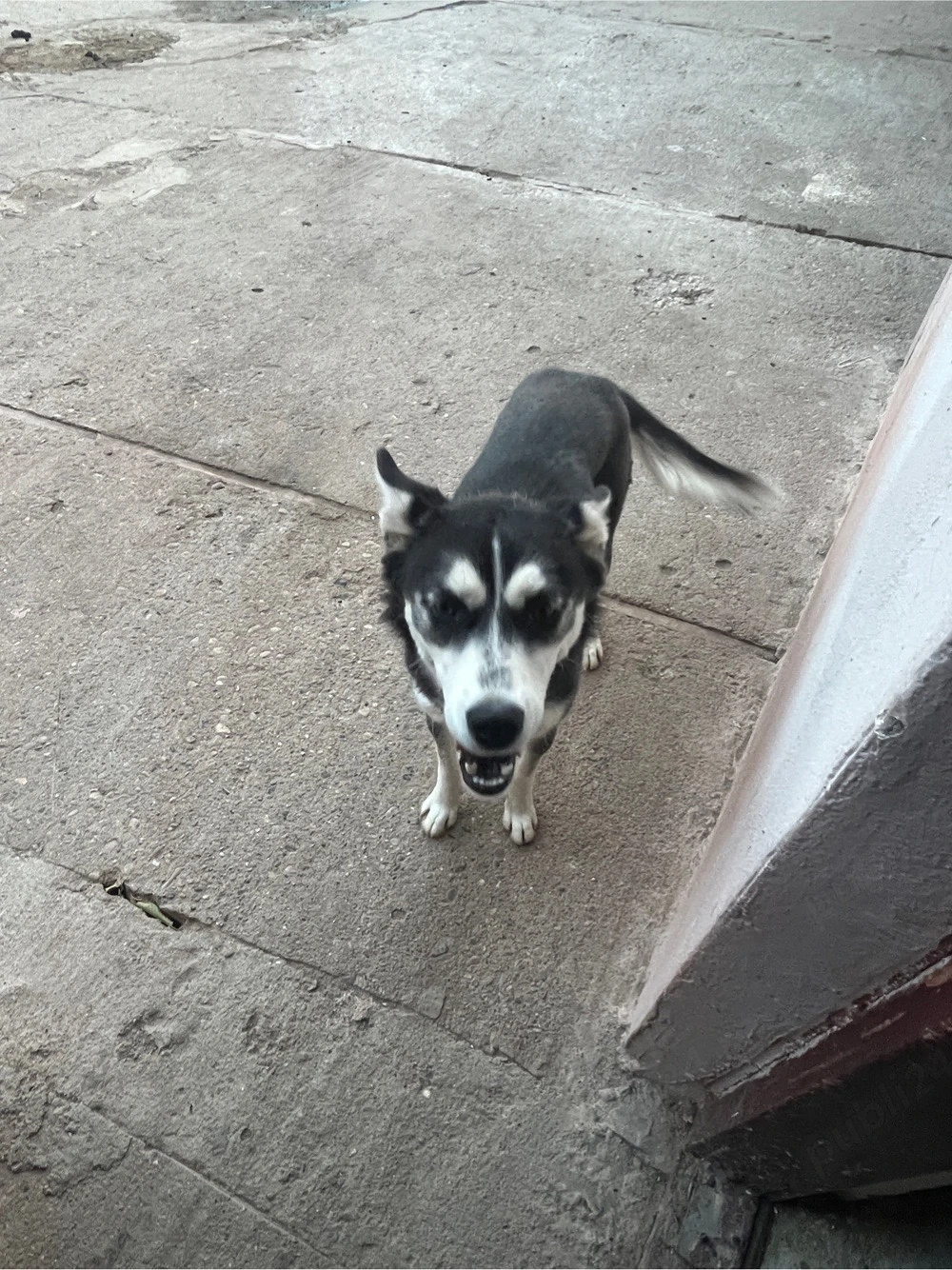 adoptie responsabila