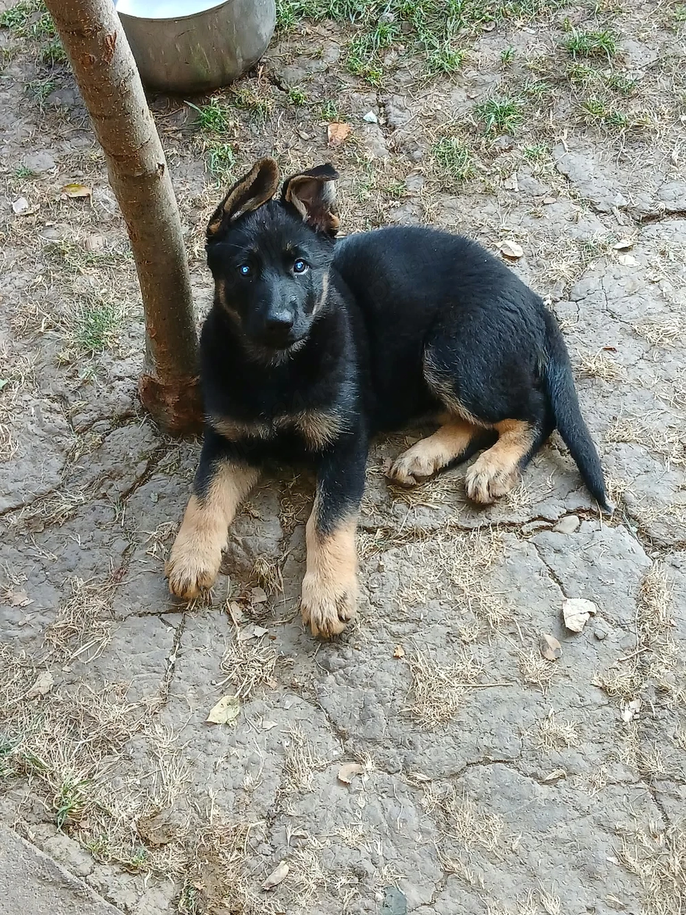 Vând ciobănești germani 