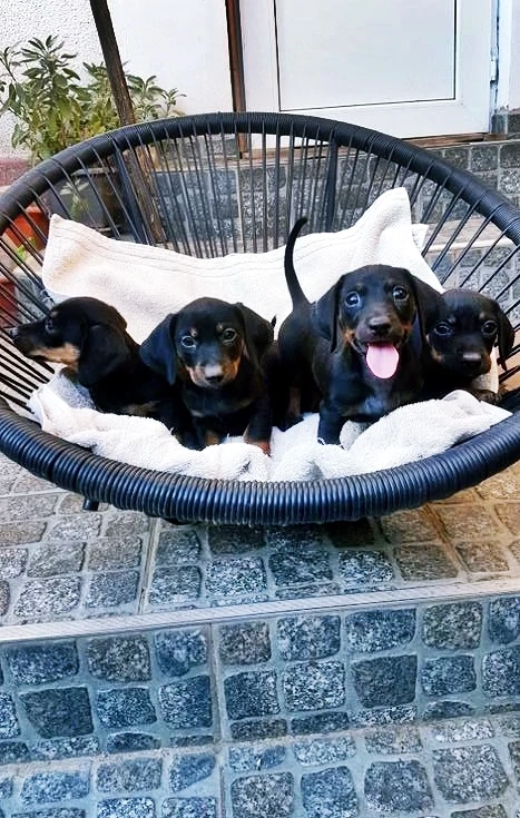 Vând pui Teckel Pitic (Miniature Dachshund)   Black and Tan