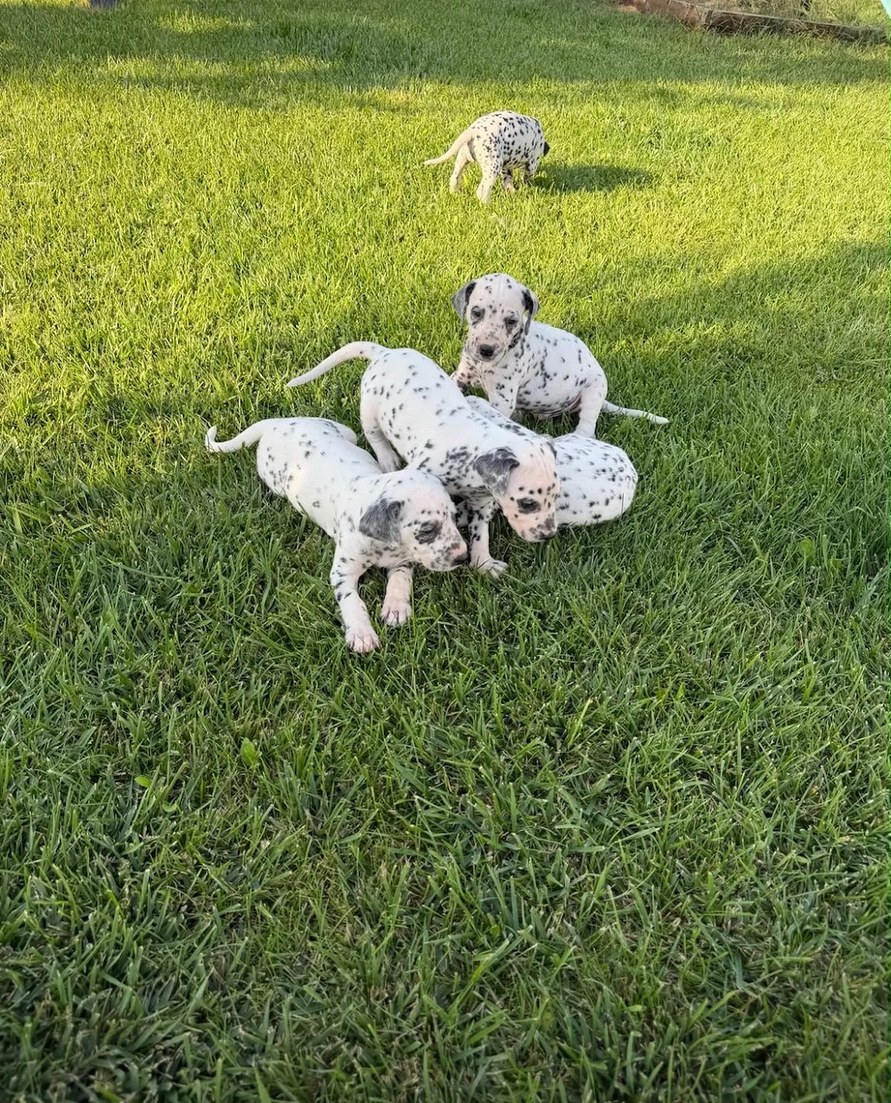 Pui de dalmatian de vanzare