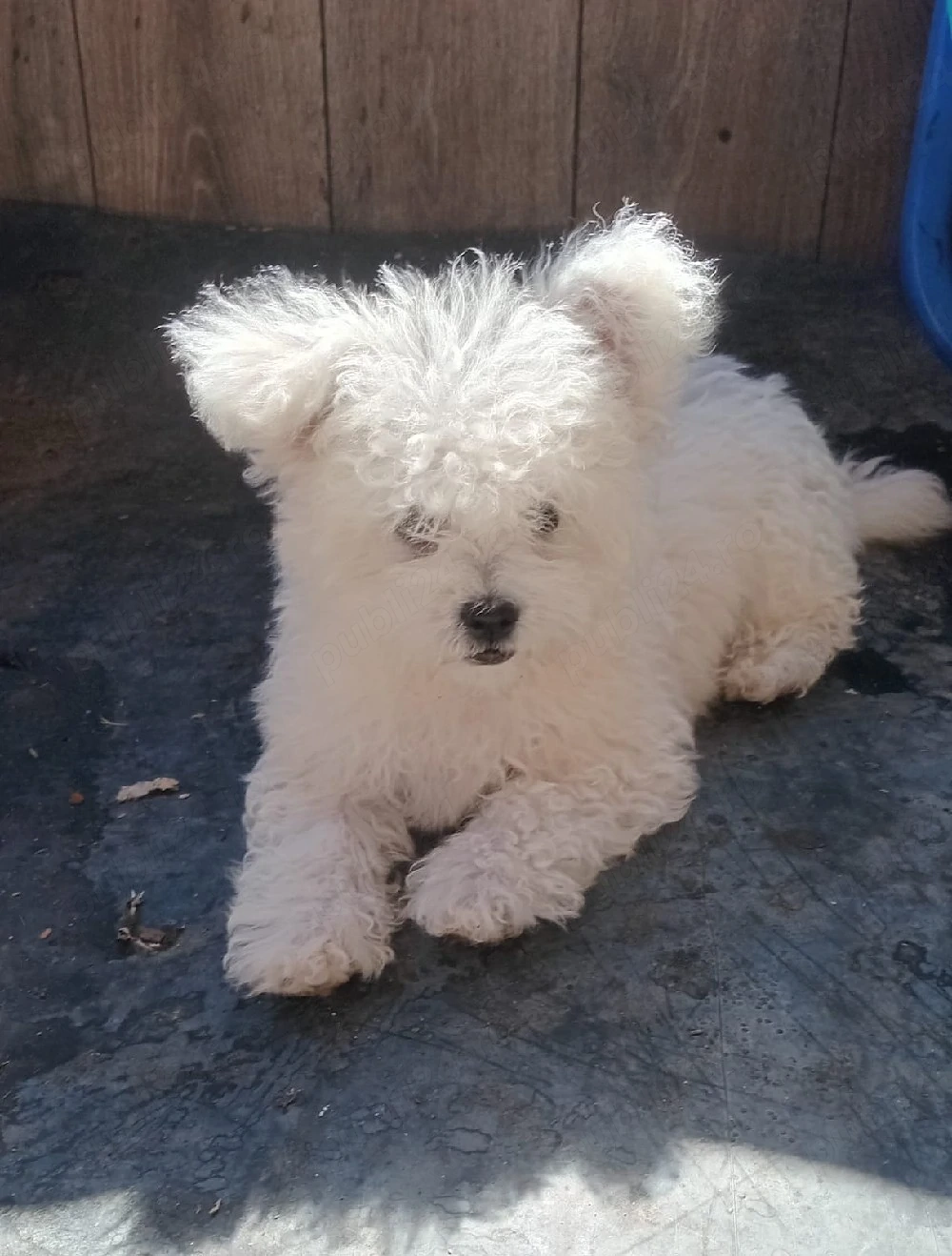 Bichon maltez femela 