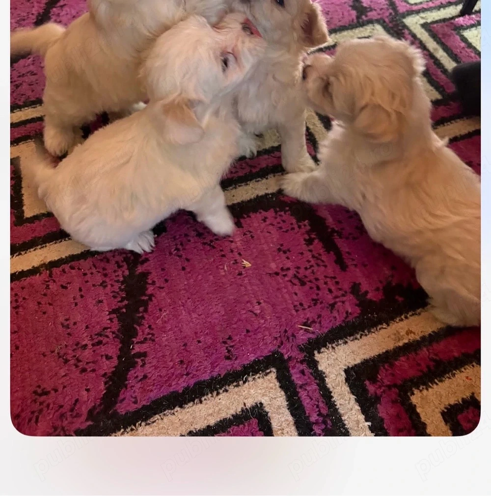 vand bichon maltez
