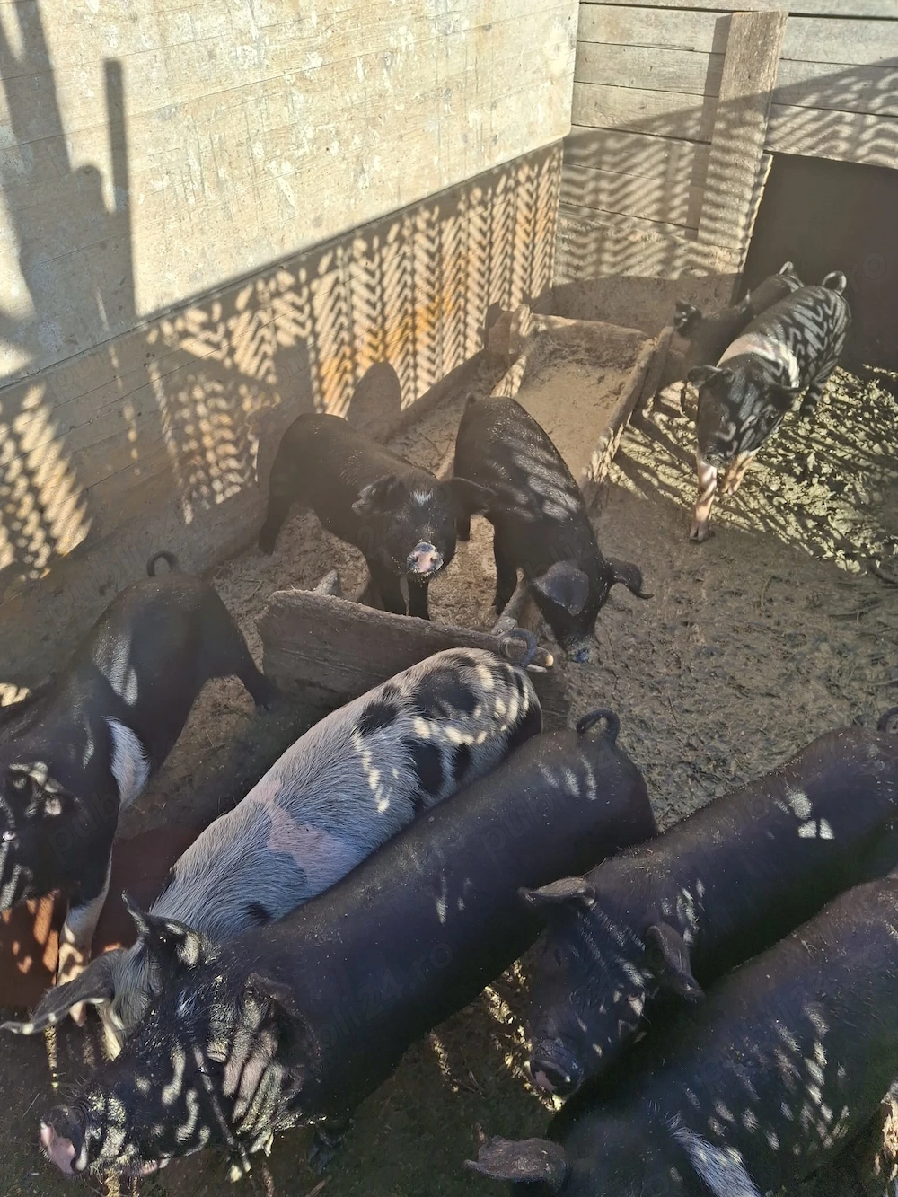 De vanzare porci bazna pietrain