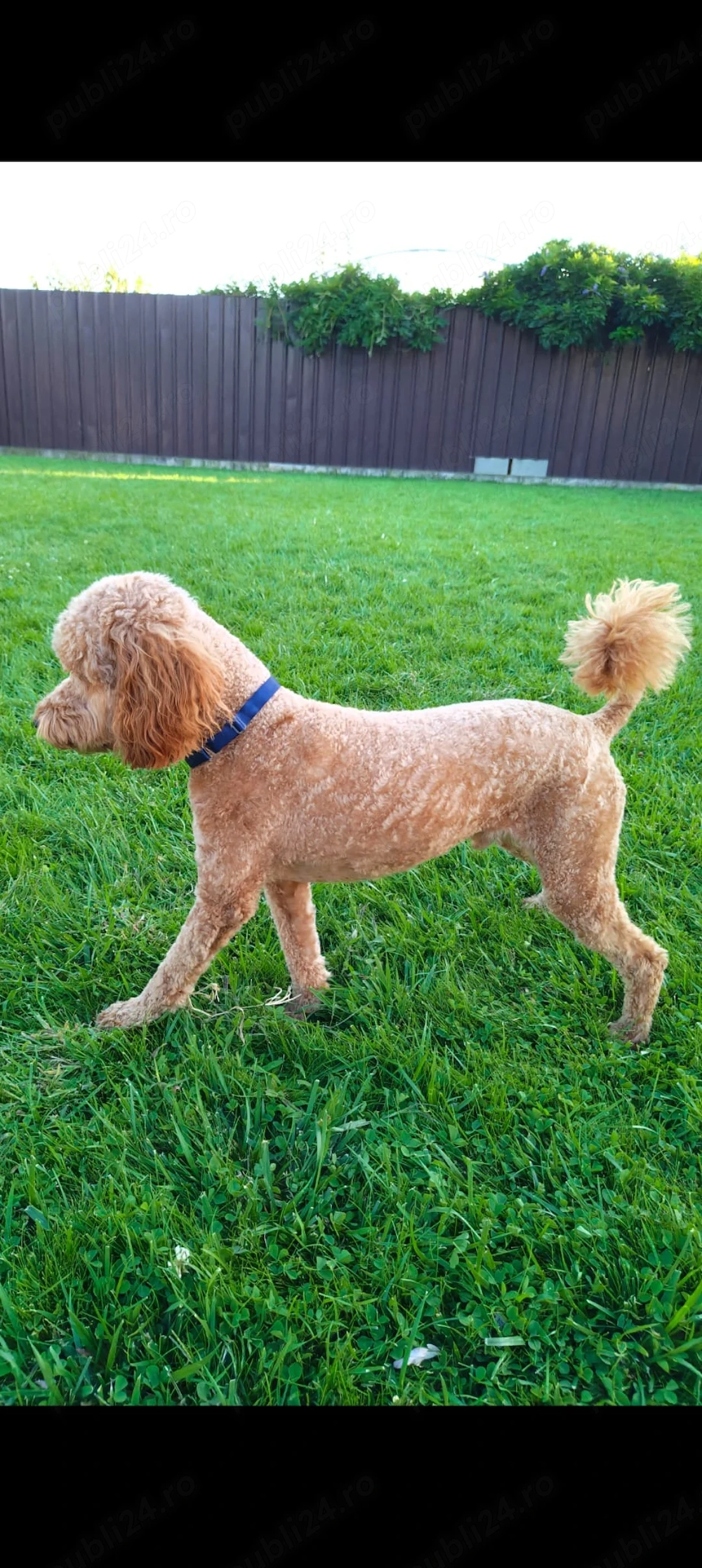 Caniche poodle apricot