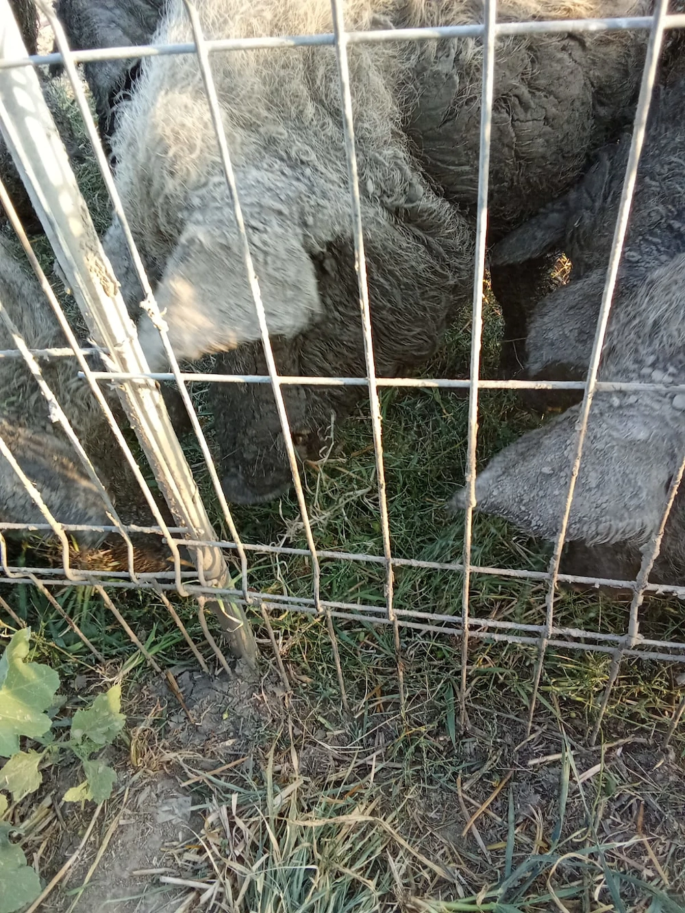 Carcasa sau porc întreg mangalița 20 lei kg