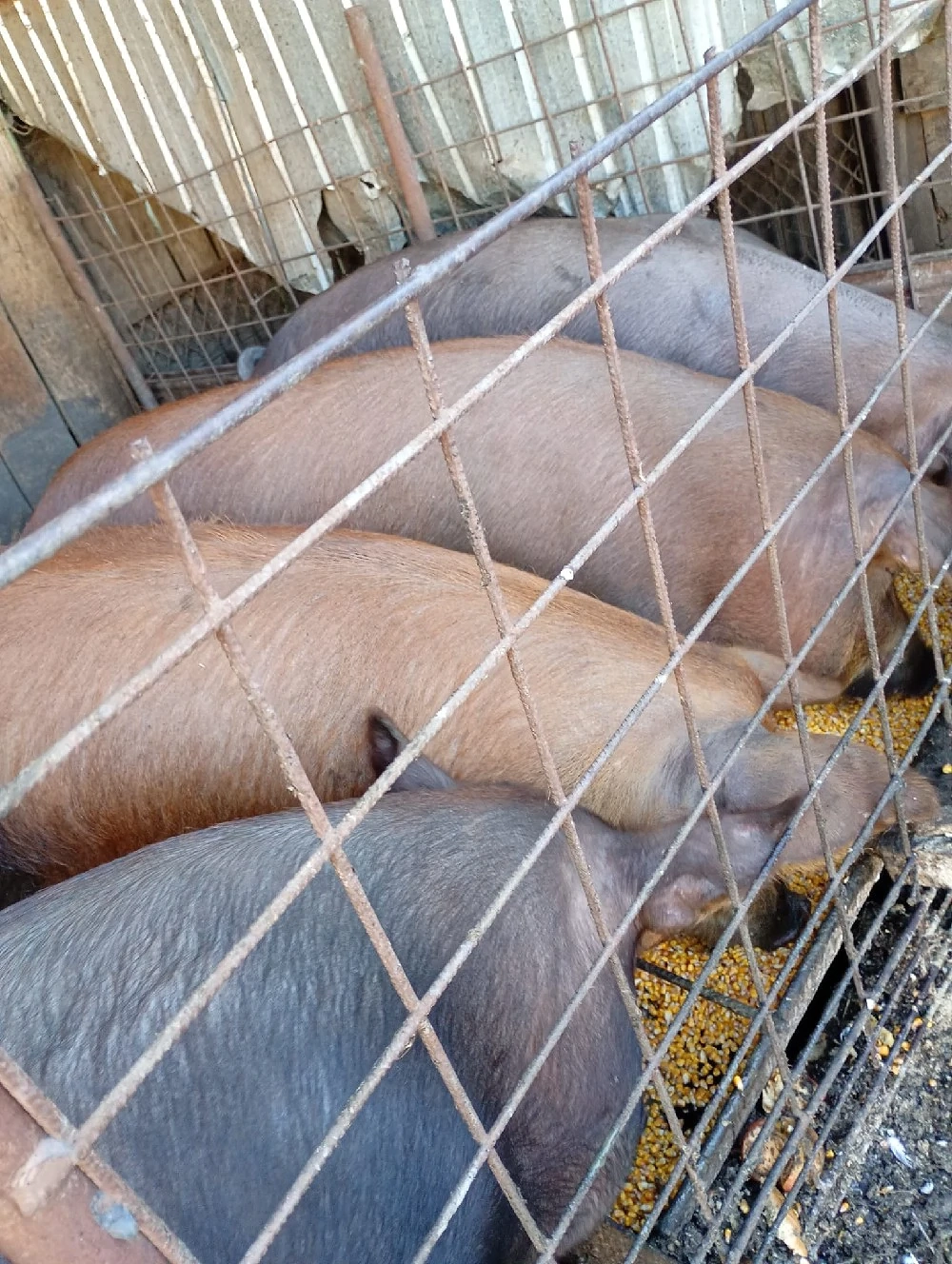 porci de vânzare 10 lei kg 