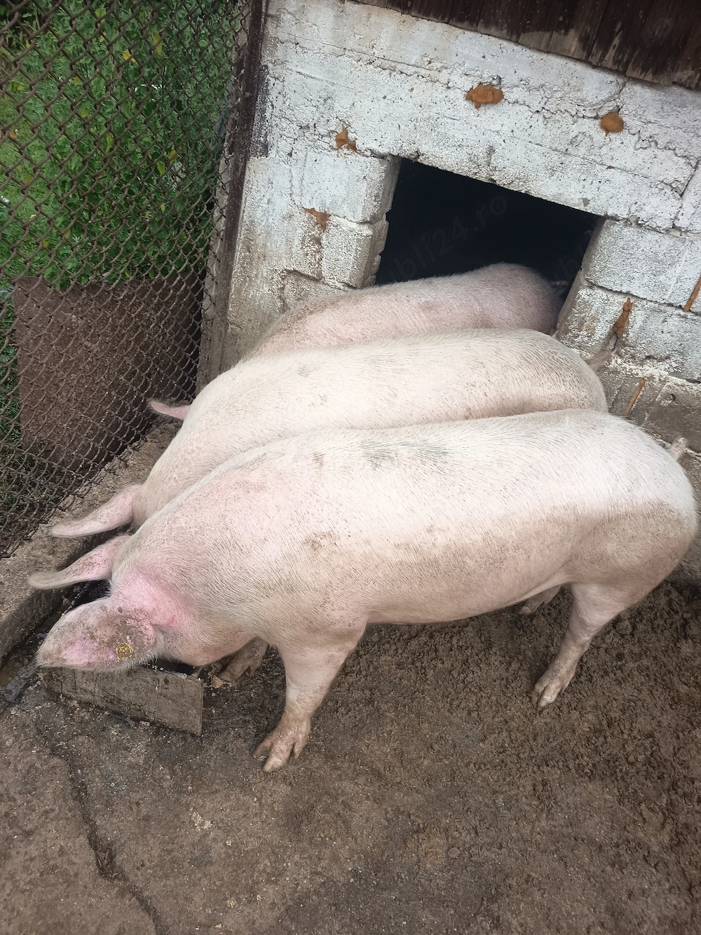 Porci de taiat
