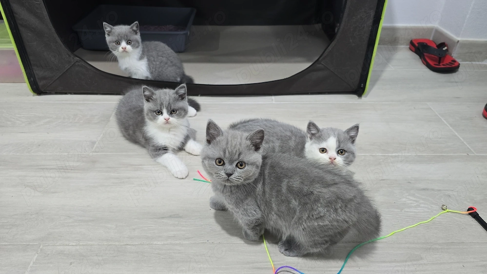 British shorthair, puiuți disponibili