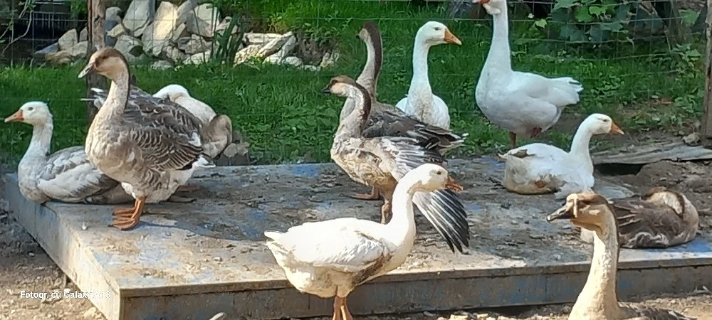 vand gâște bibilici fazani