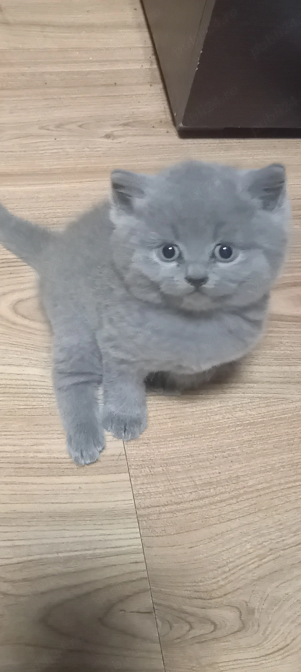 Pui british short hair