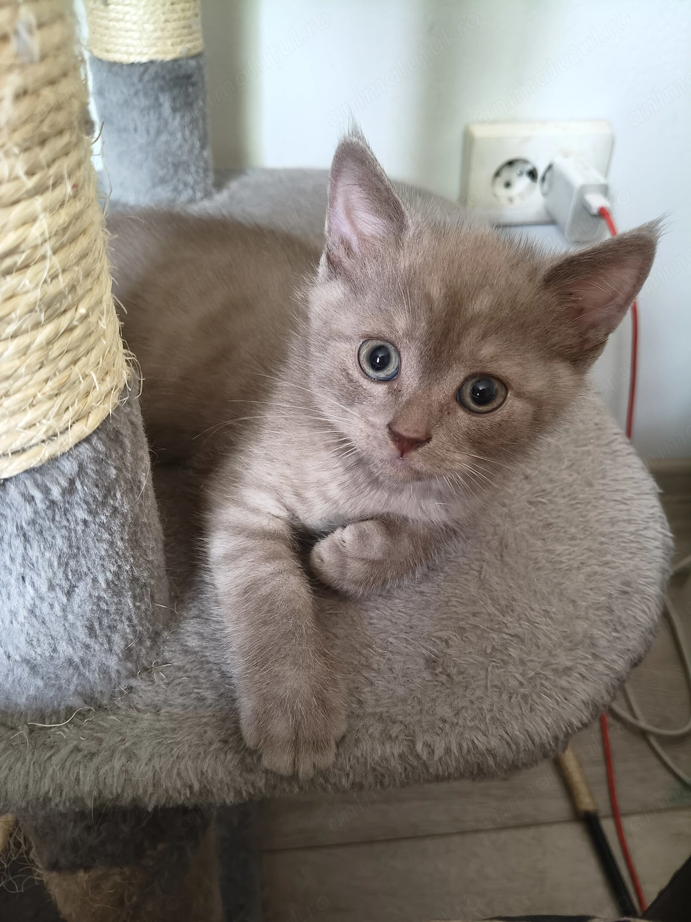 Pisicuț British shorthair 