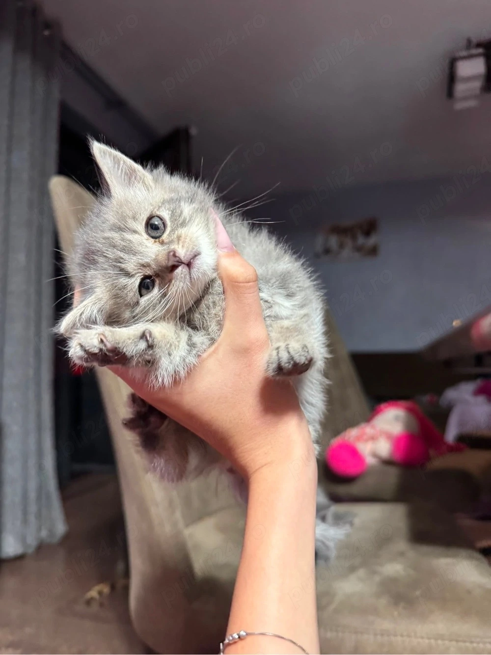    Puișori British Shorthair disponibili!   