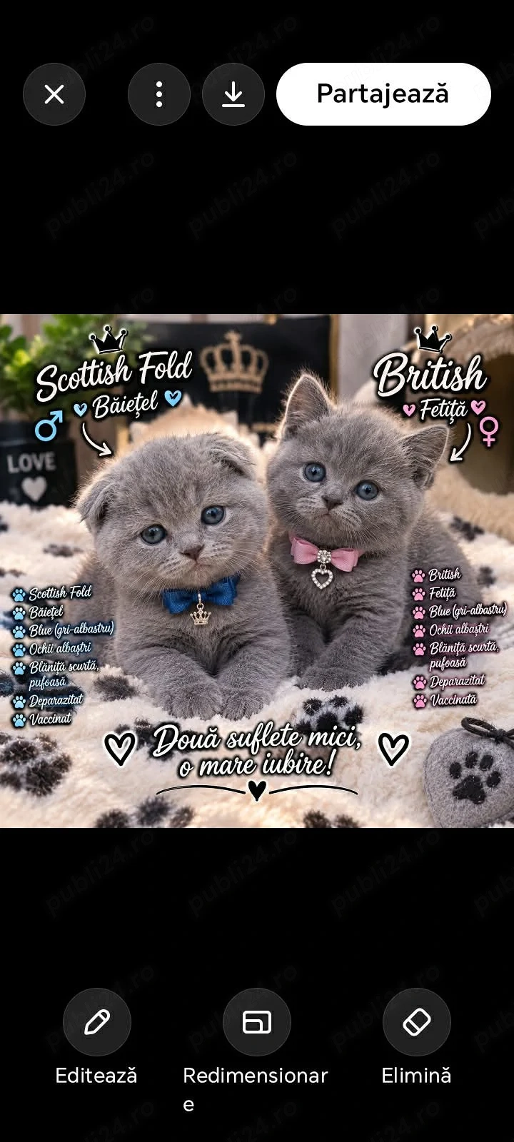 Pisicuțe Brittish superbe 