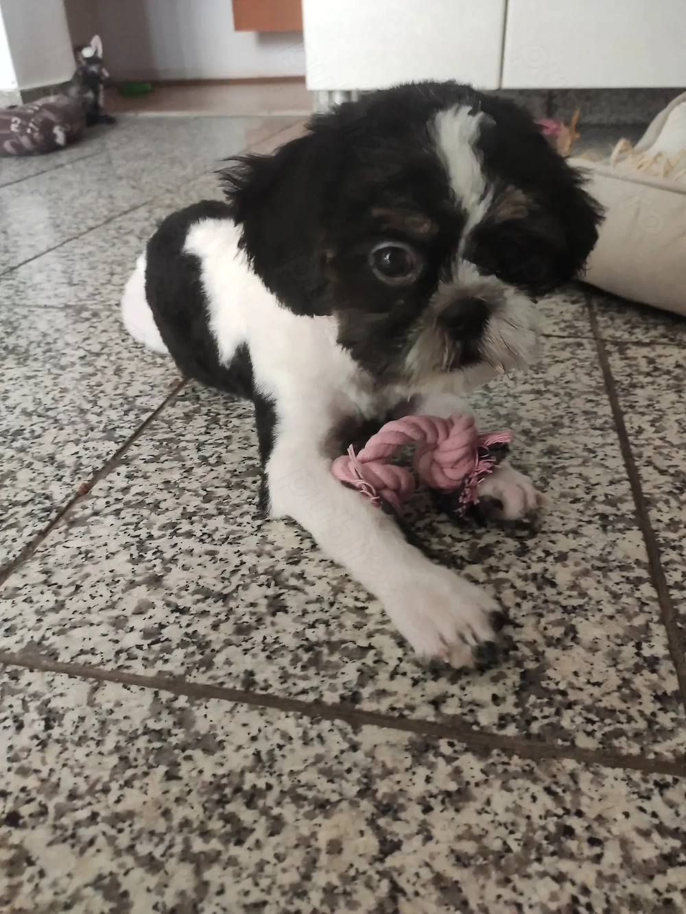 Vand Shih Tzu femelă