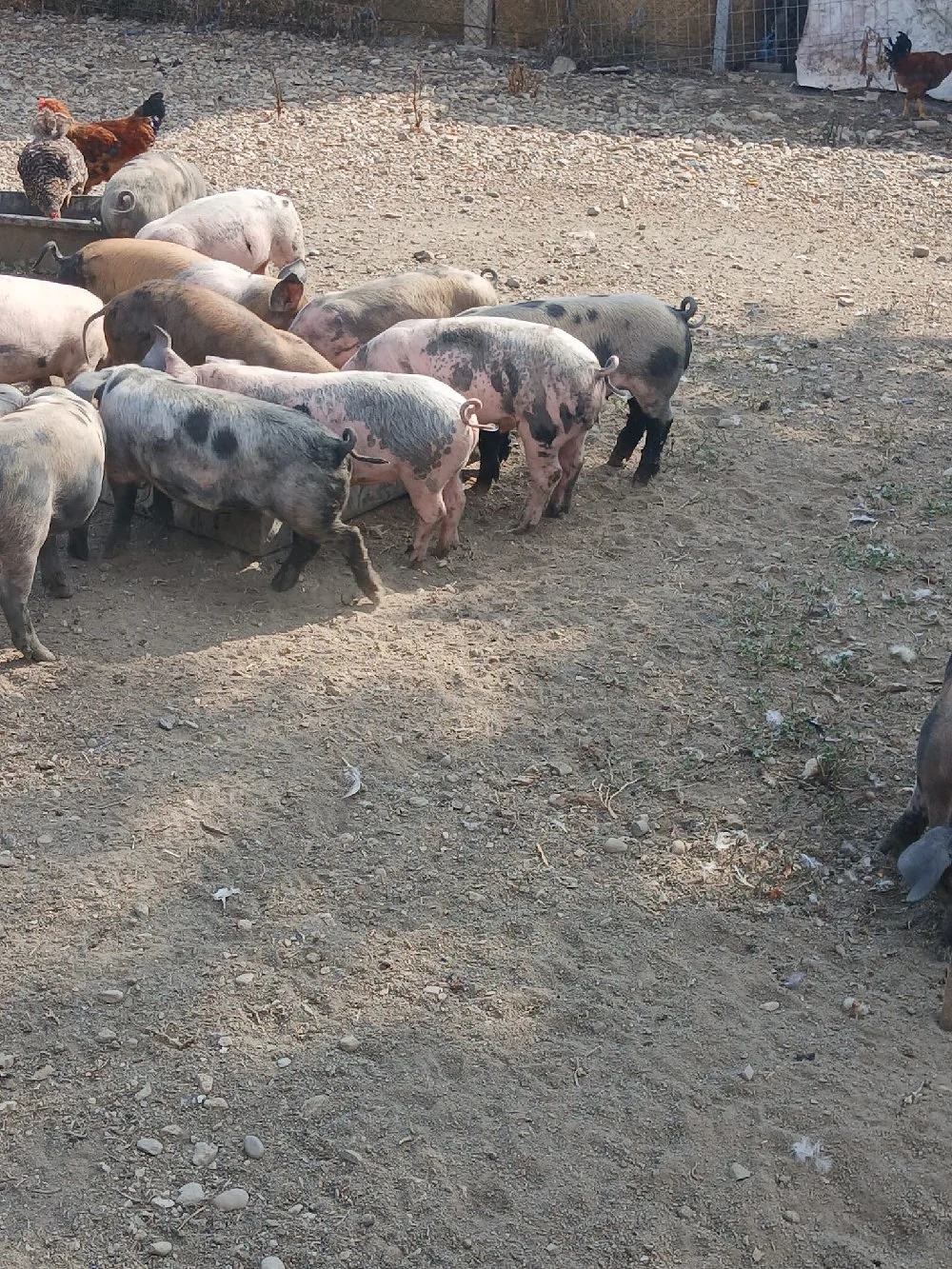 Vând purcei 9 săptămâni 
