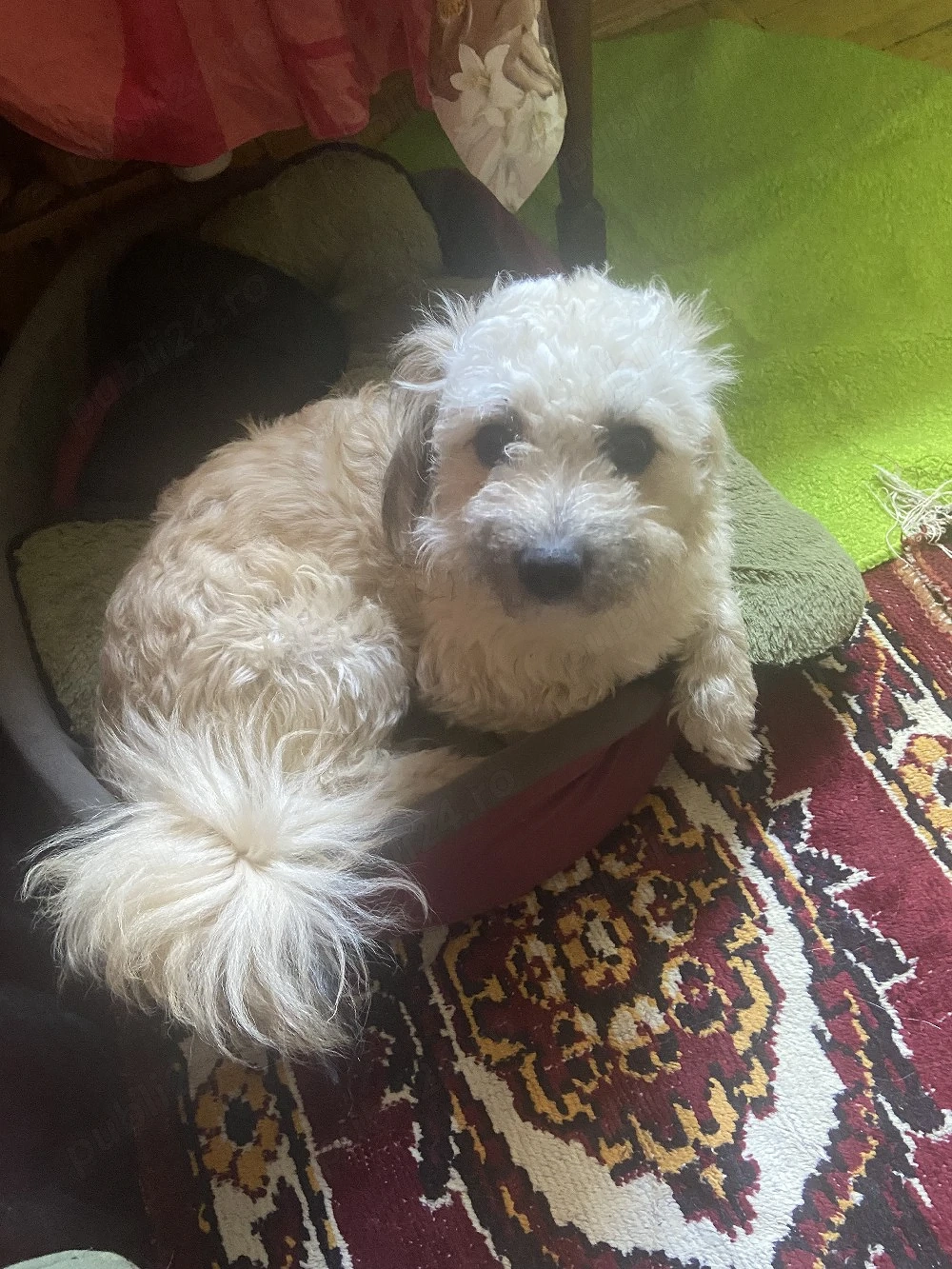 vând catalus bichon maltez 