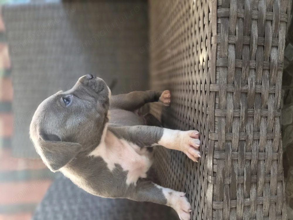 Catei Amstaff blue rasa pura