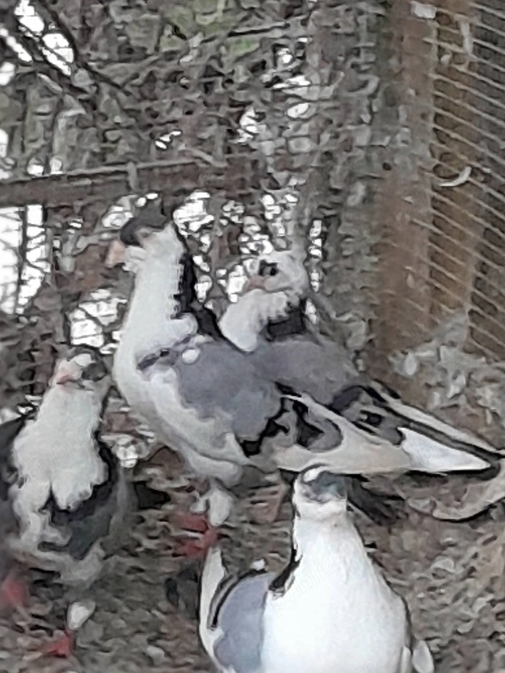 Porumbei Galateni pe vanat
