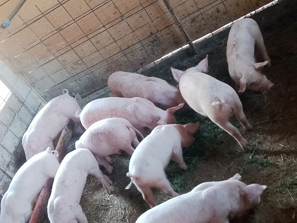 Purcei disponibili 