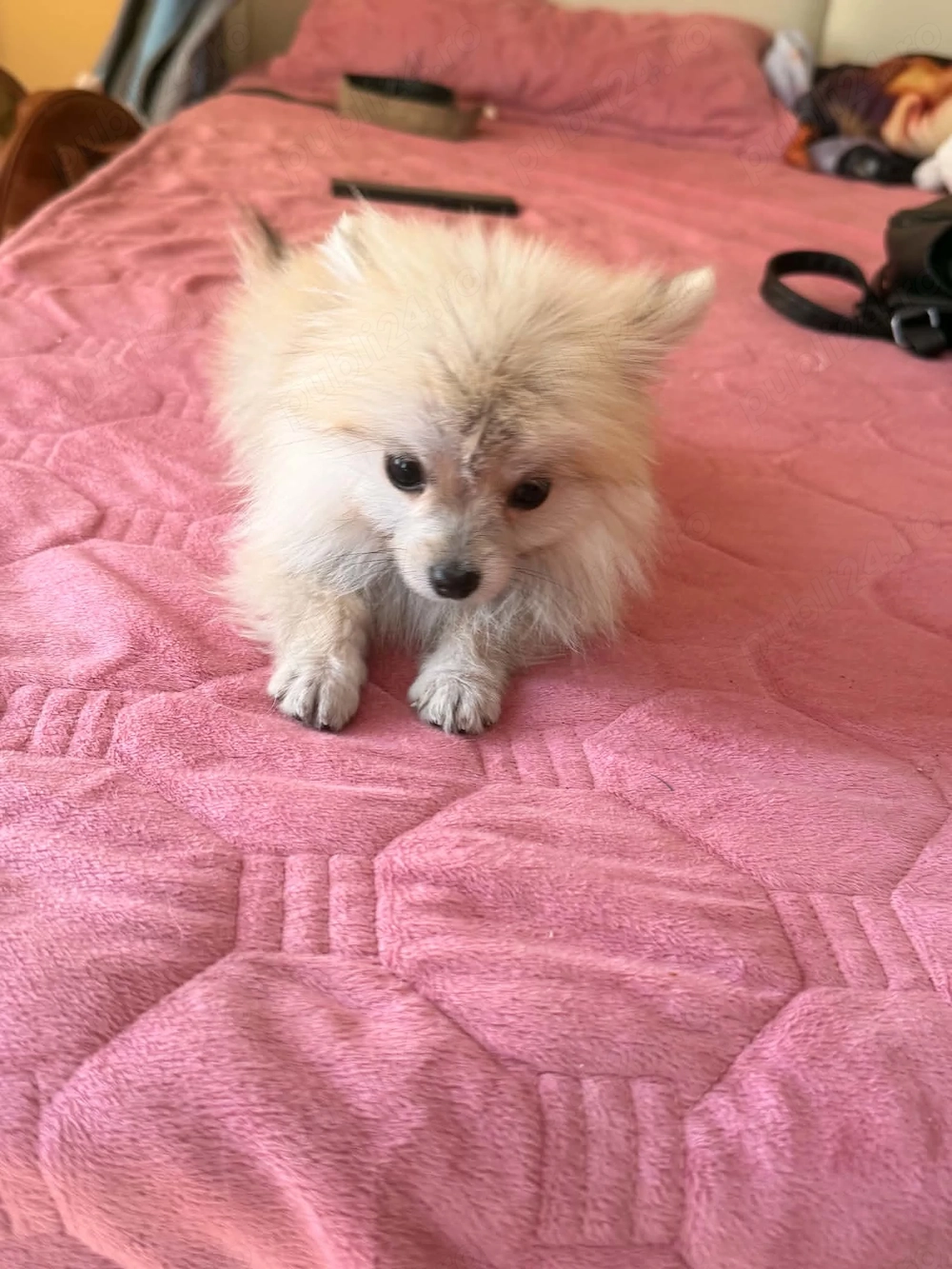 Pomeranian de talie mica 