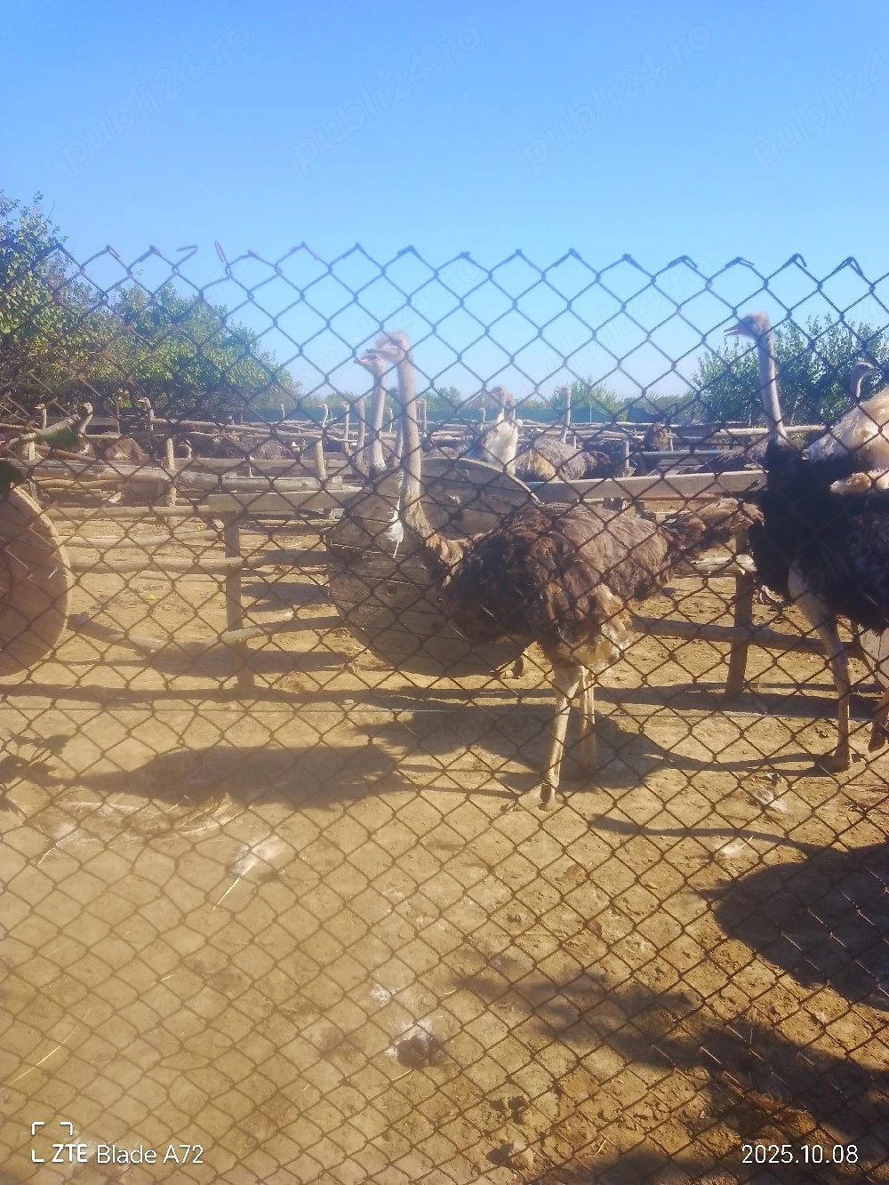 lichidez ferma de strut